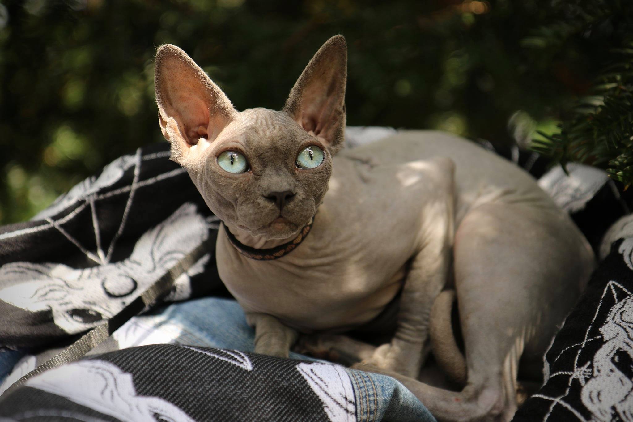 119655125_3792888440726186_1859822107505091666_o