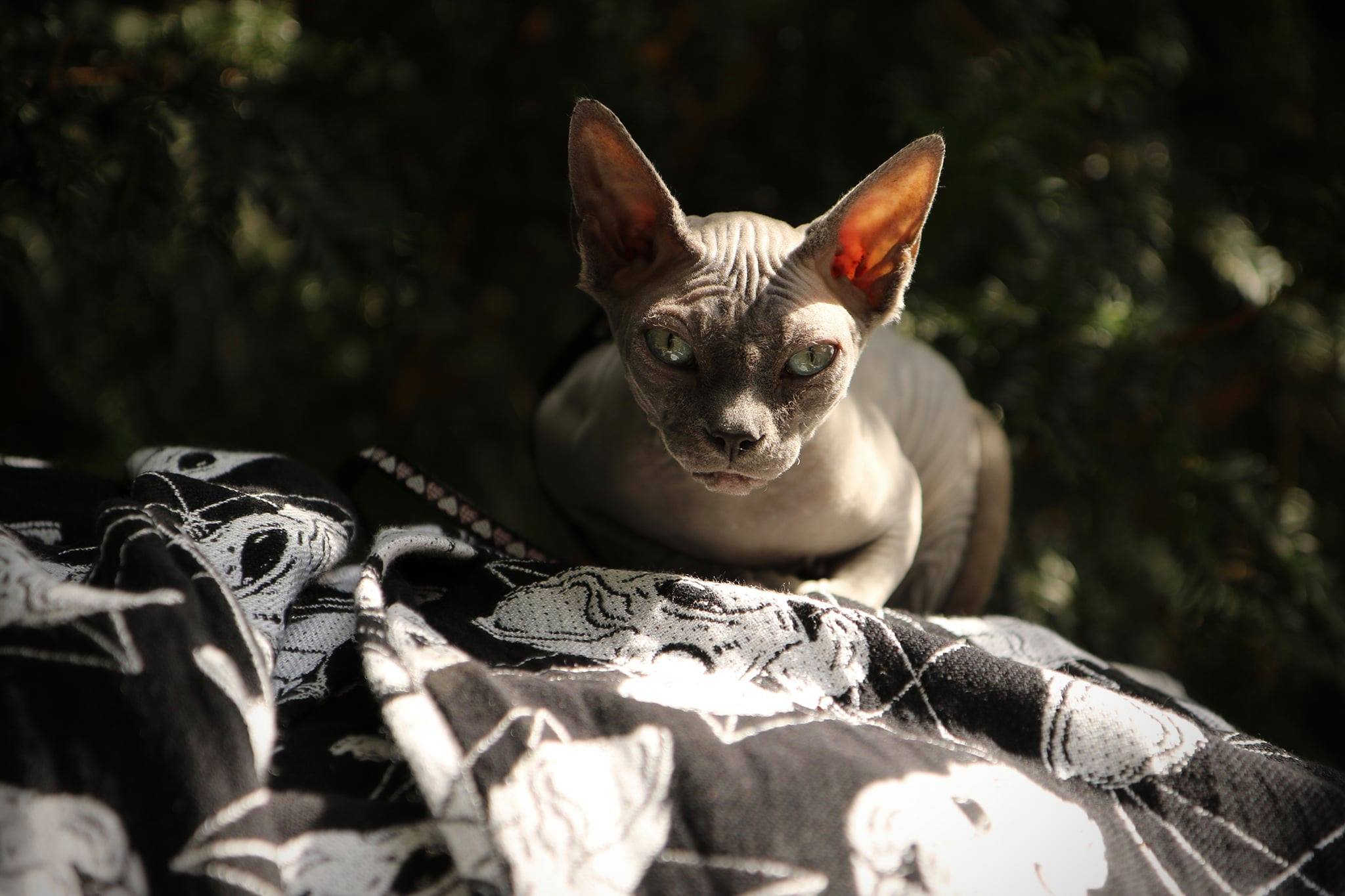 119690779_3792888584059505_8752212966350201095_o