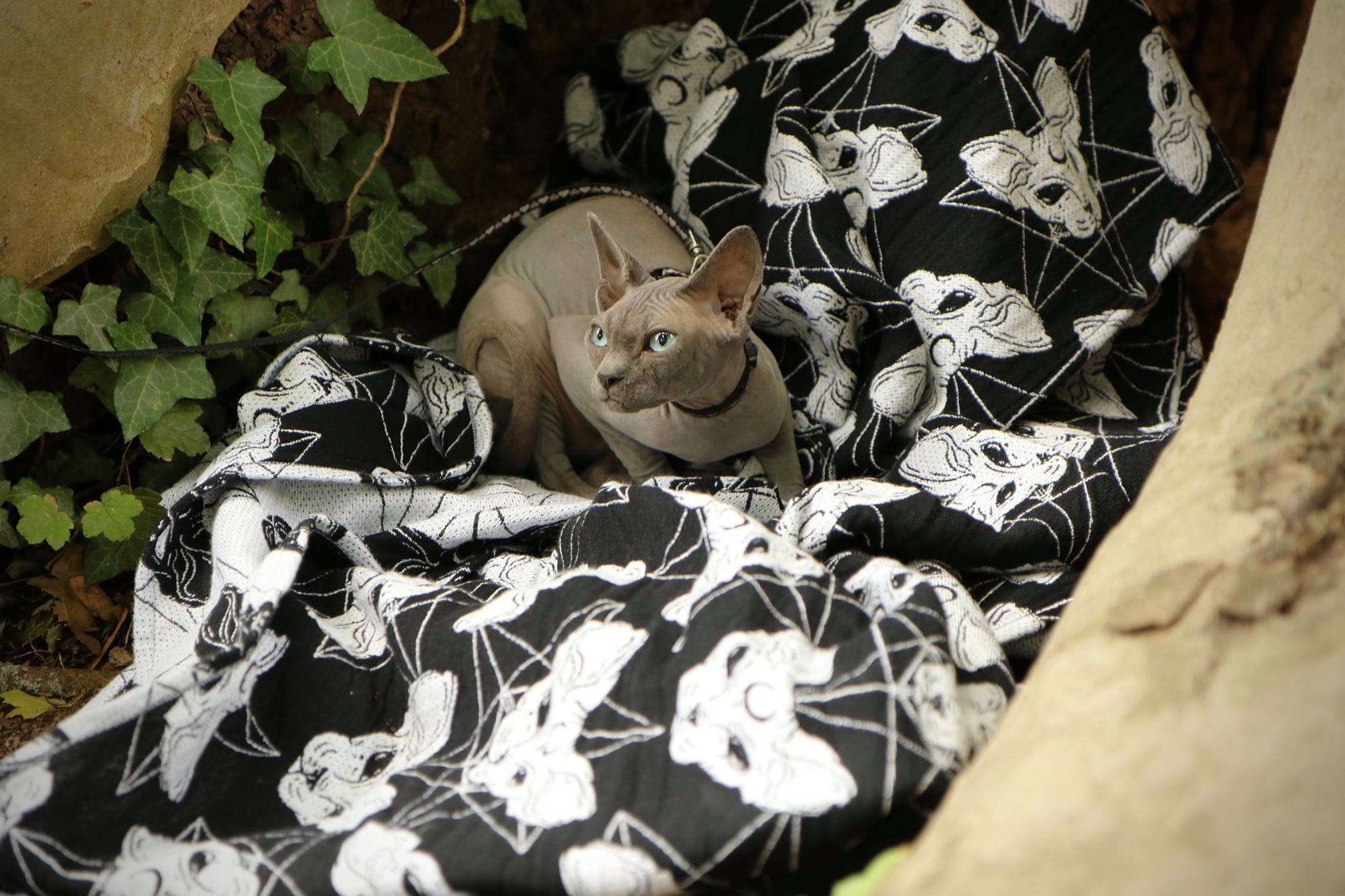 119730020_3792894207392276_3853214983327912961_o