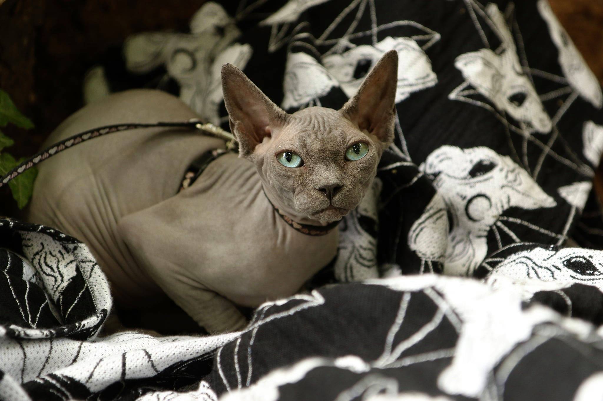 119770395_3792899324058431_9048913720728707939_o