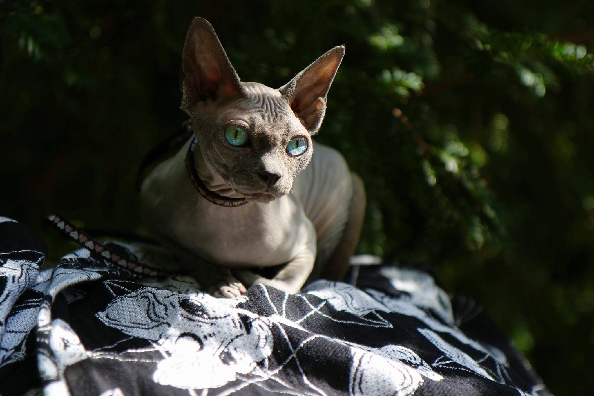 119778996_3792888594059504_6658433937744615141_o